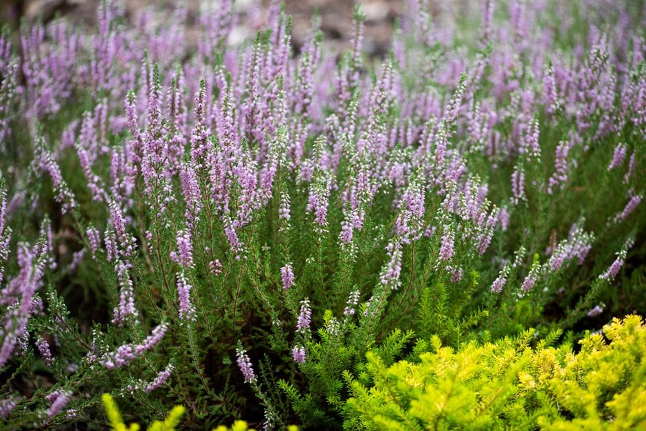 heather 'Kerstin'