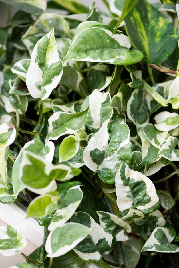 pothos [N'joy]