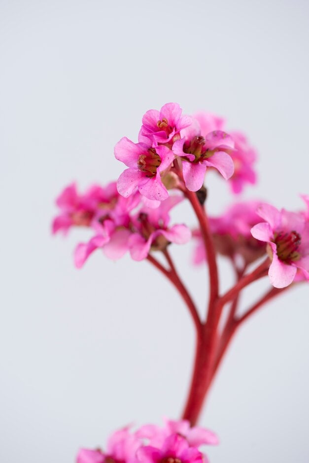 elephant's ears 'Morgenröte'