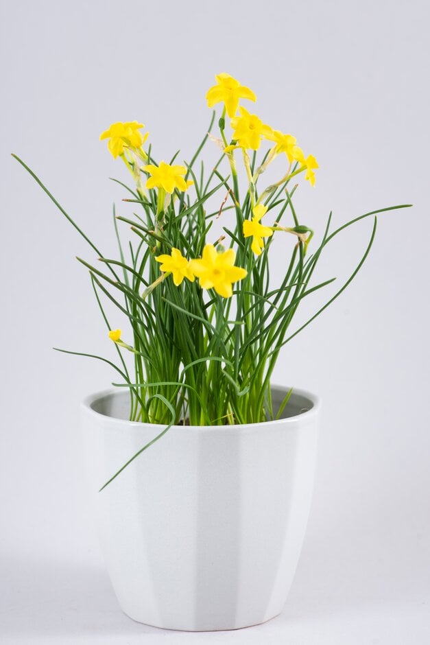 daffodil 'Sabrosa'