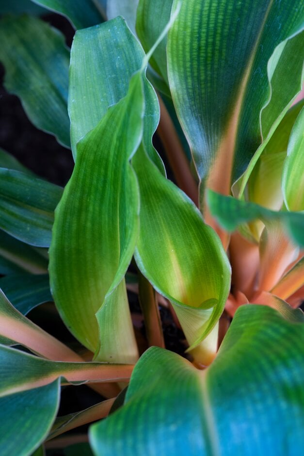 orange spider plant 'Green Orange'
