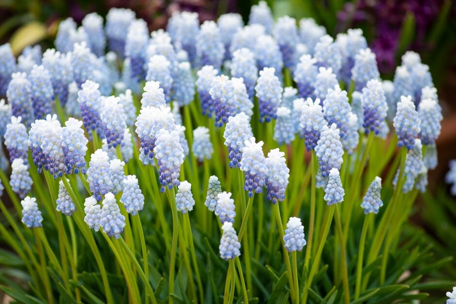grape hyacinth 'Peppermint'