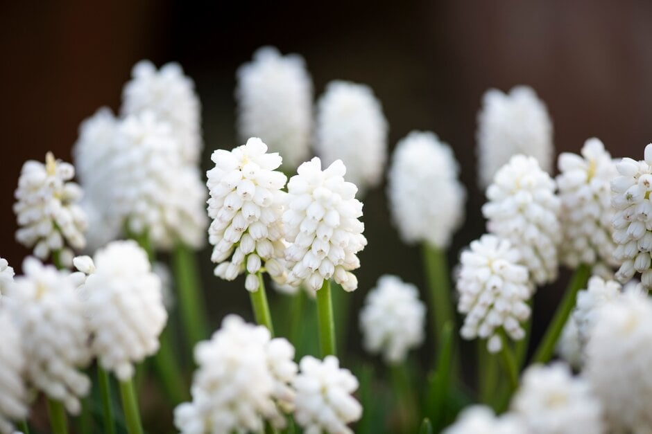 grape hyacinth 'White Magic'