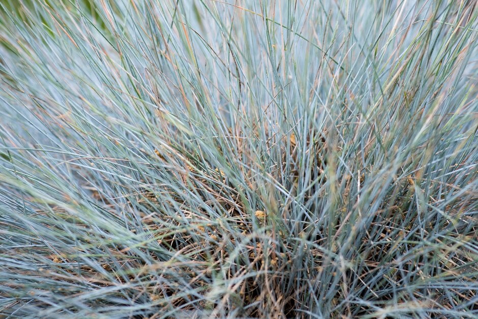 blue fescue 'Elijah Blue'