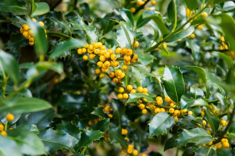 holly 'Pyramidalis Fructu Luteo'