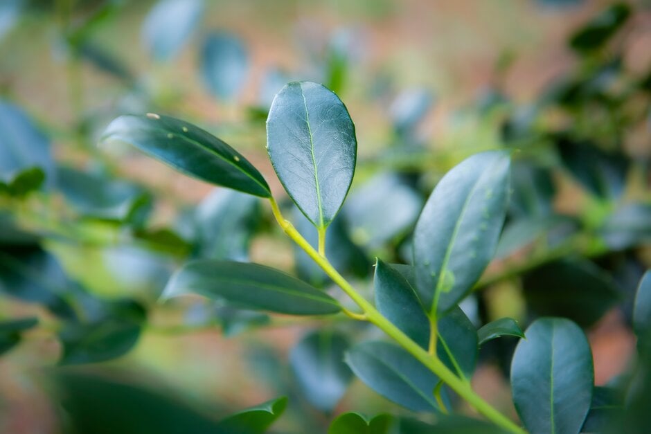 holly 'J.C. van Tol'