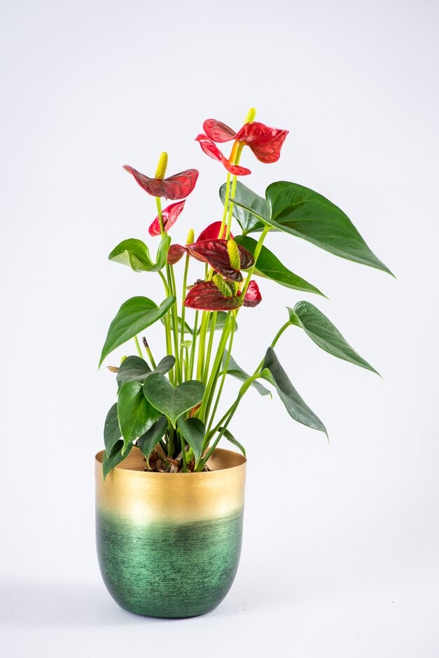 flamingo flower [Red Champion]