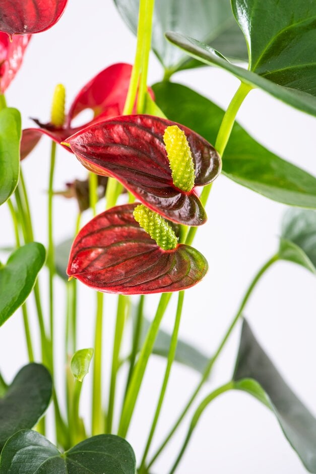 flamingo flower [Red Champion]