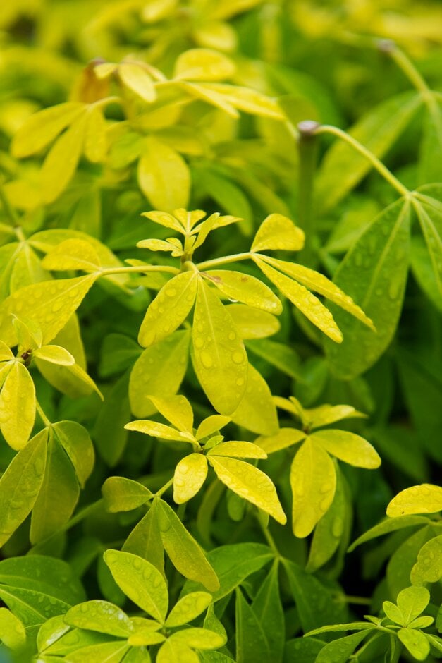 Mexican orange blossom [Sundance]