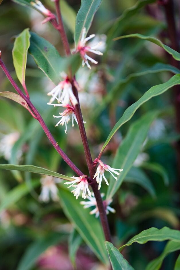 sweet box 'Purple Stem'