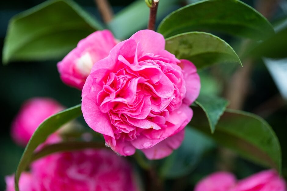 camellia 'Debbie'