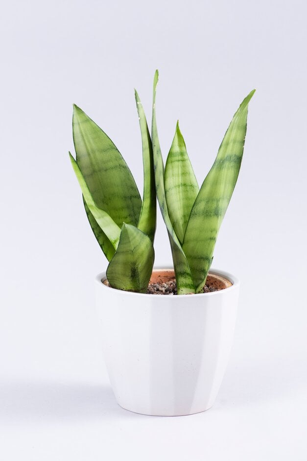 mother-in-law's tongue 'Moonshine'