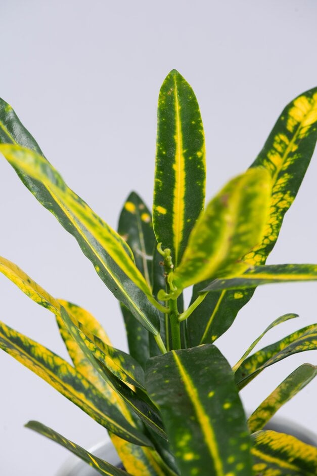 garden croton 'Sunny Star'