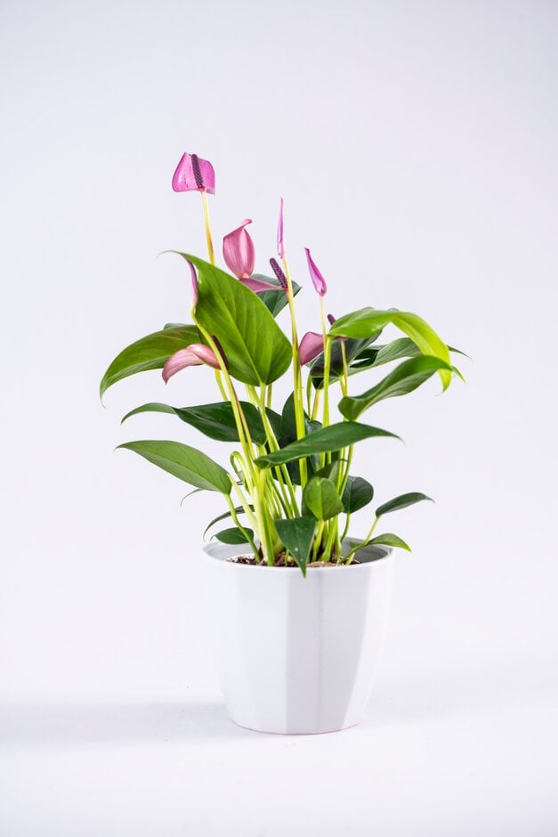 flamingo flower [Zizou]