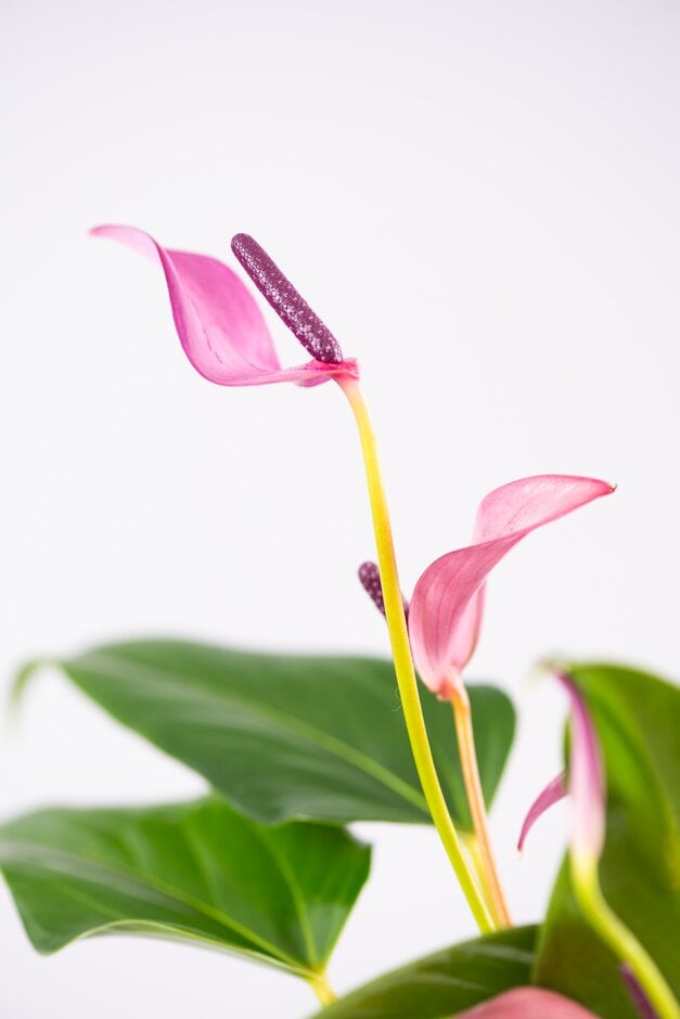 flamingo flower [Zizou]