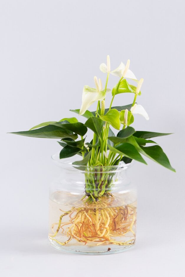 flamingo flower [White Champion]