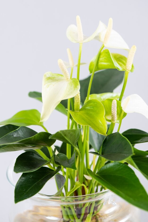 flamingo flower [White Champion]