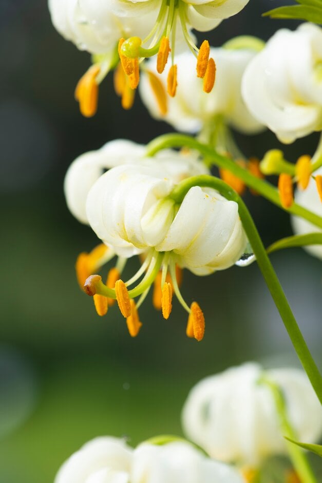 white Turk's cap lily