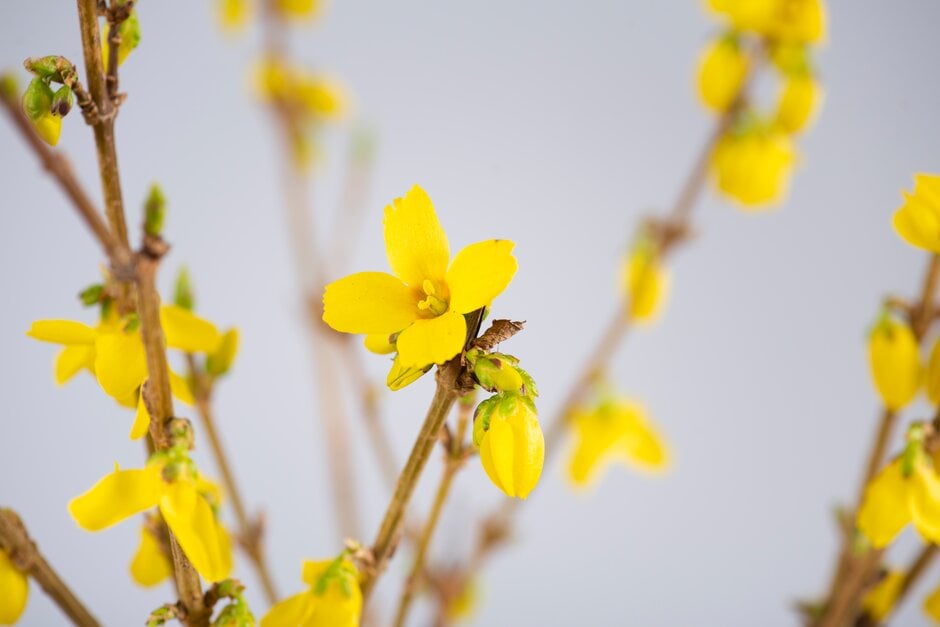 forsythia 'Goldrausch'