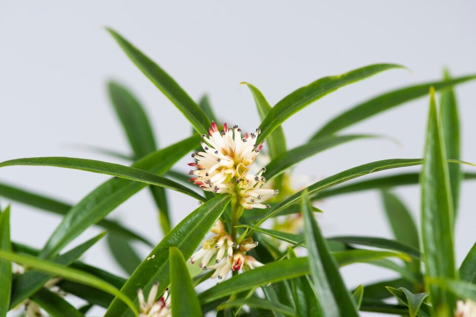 willow-leaf sweet box