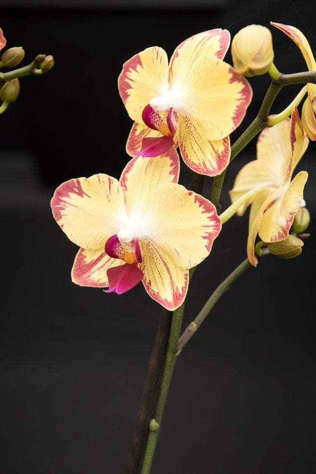 moth orchid Yellow Lightning gx