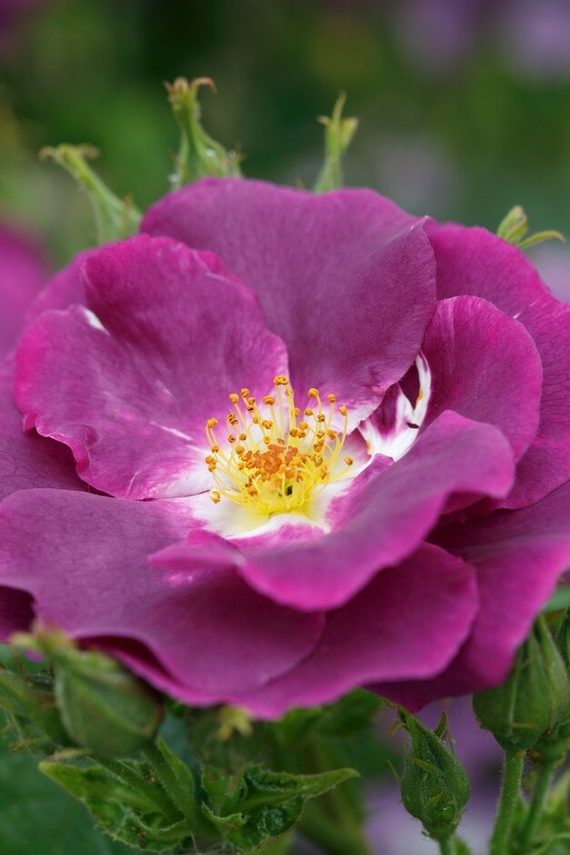 rose [Rhapsody in Blue]