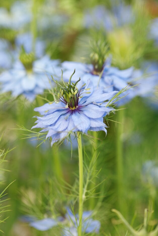 love-in-a-mist 'Miss Jekyll'