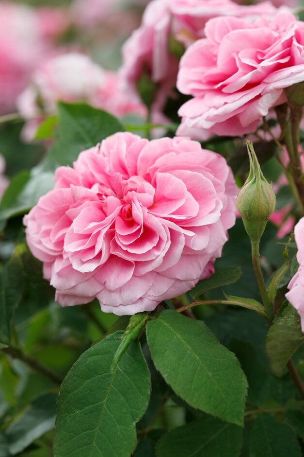 rose [Gertrude Jekyll]