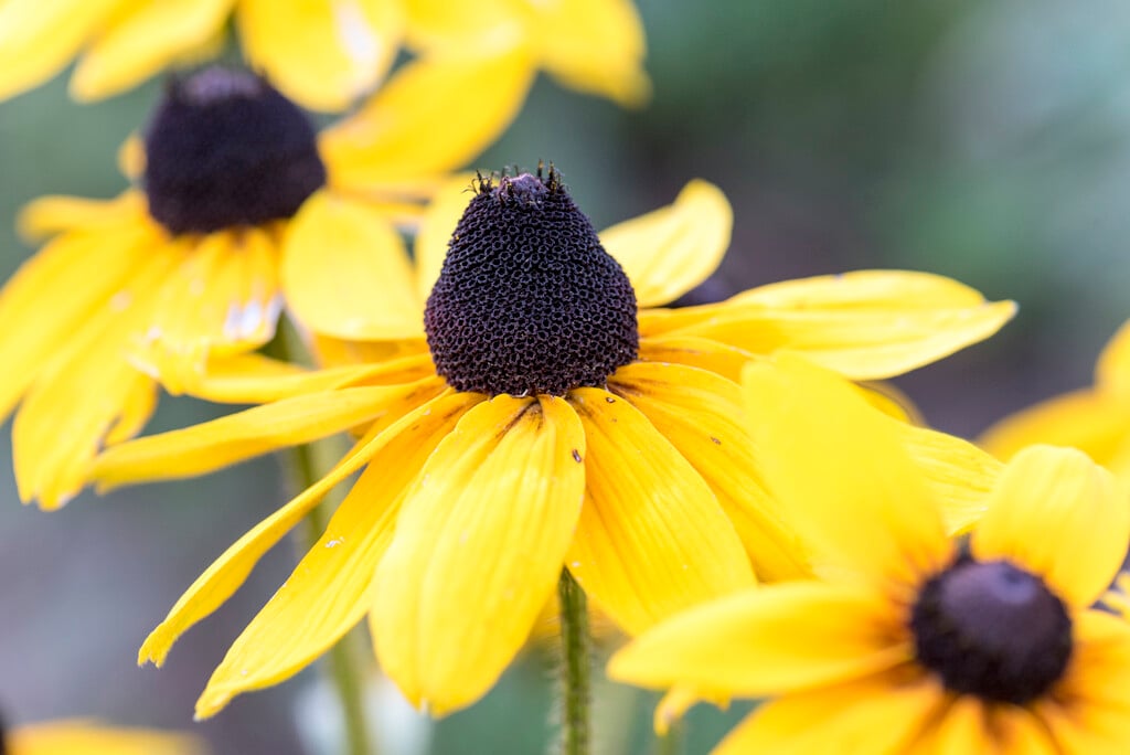 black-eyed Susan 'Indian Summer'