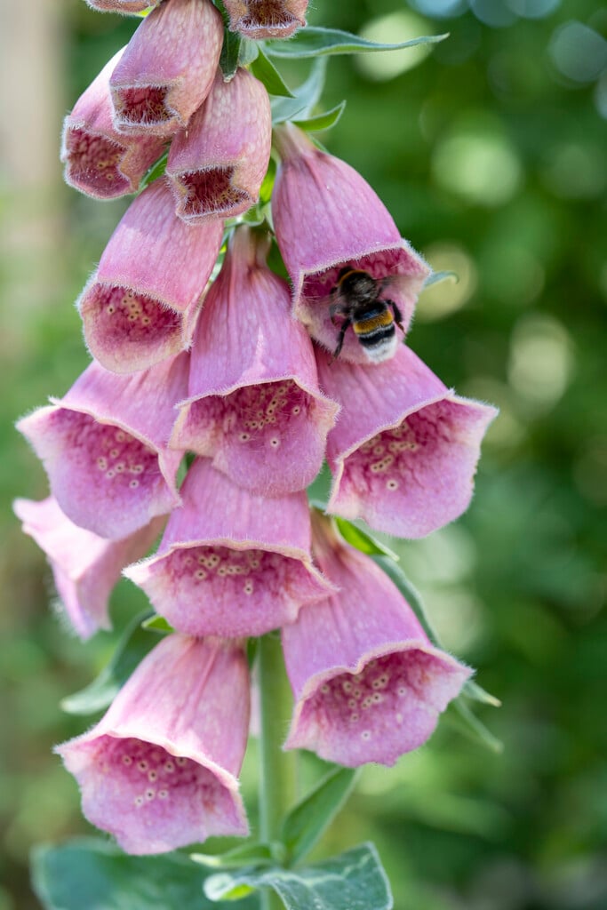 strawberry foxglove