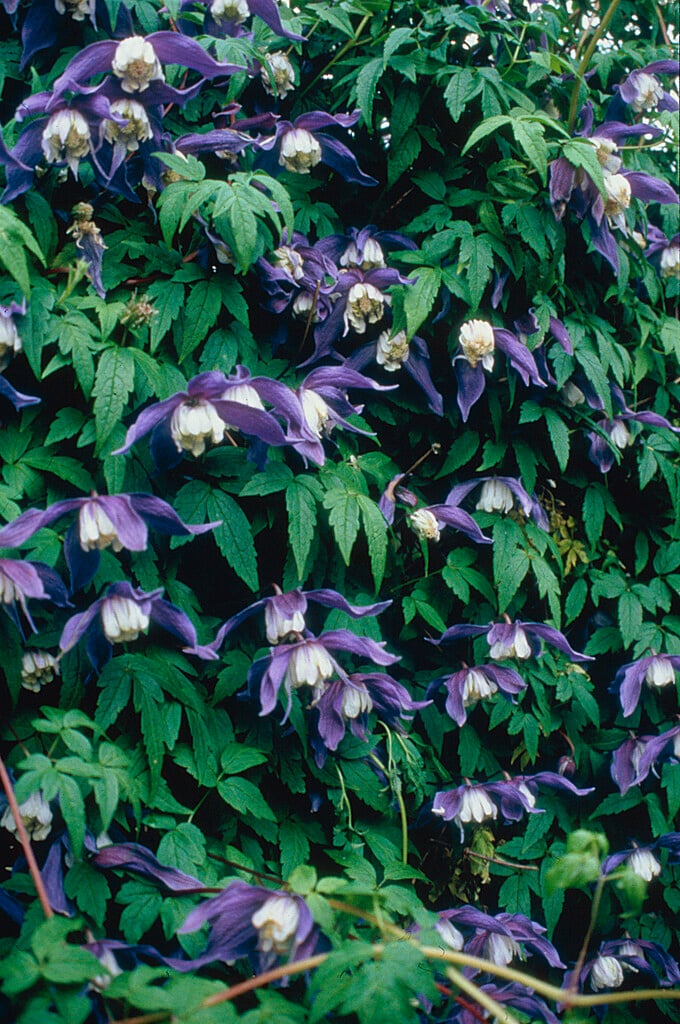 clematis 'Frances Rivis'