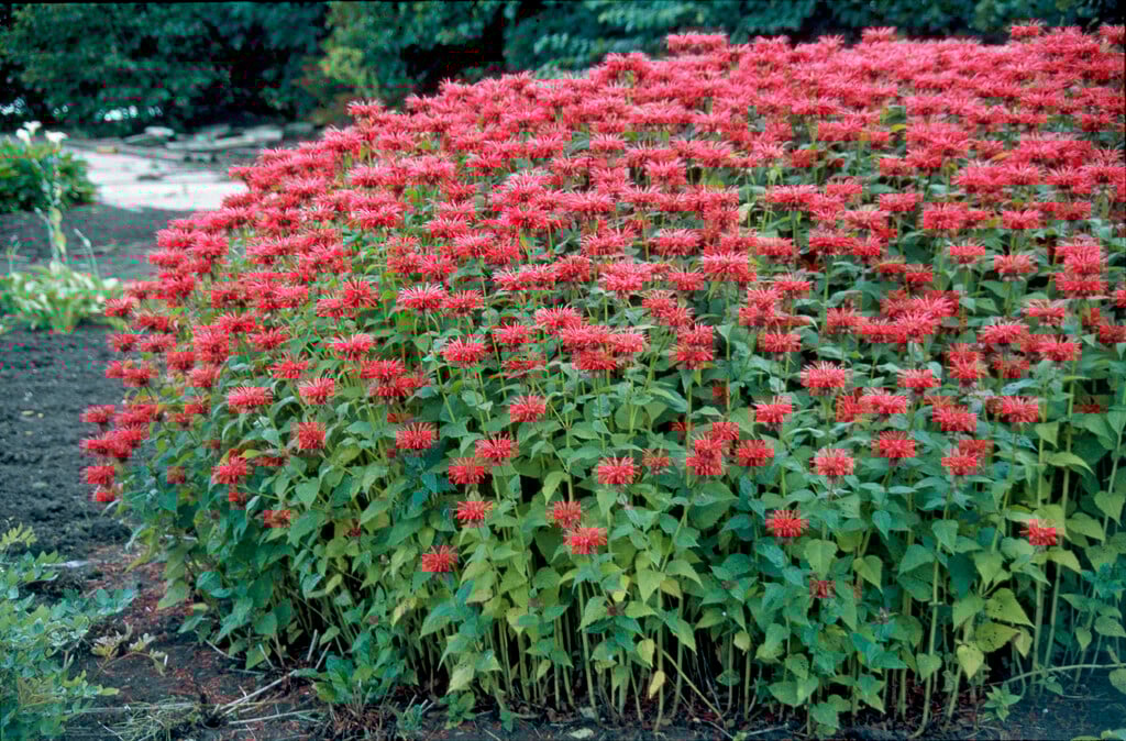 bergamot 'Gardenview Scarlet'