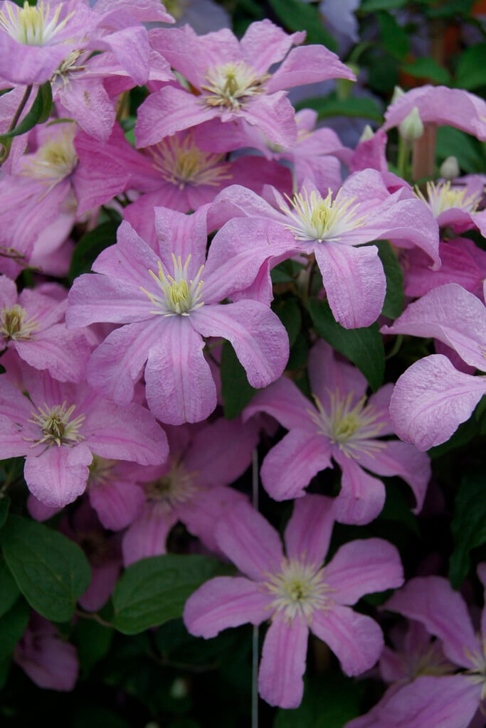 clematis 'Comtesse de Bouchaud'