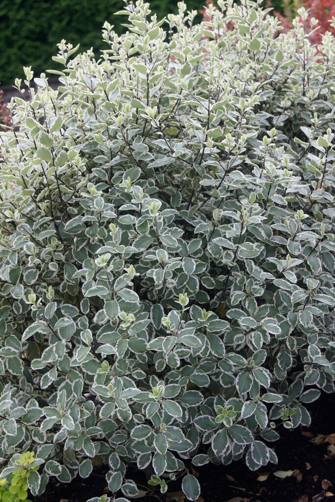 pittosporum 'Garnetii'