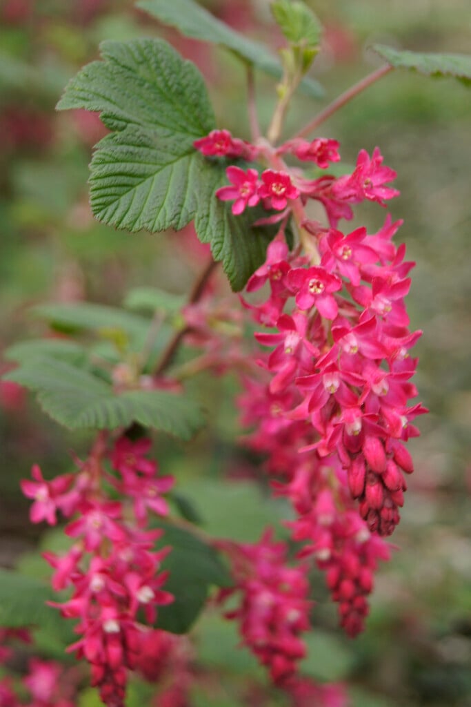flowering currant 'King Edward VII'