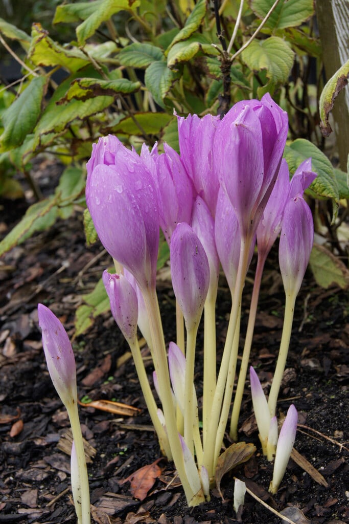 meadow saffron