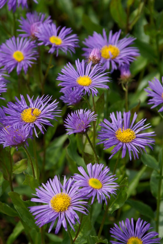 fleabane 'Dunkelste Aller'