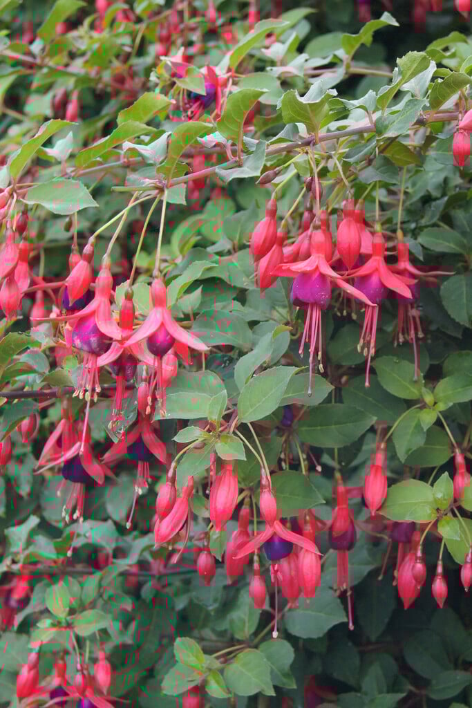 fuchsia 'Mrs Popple'