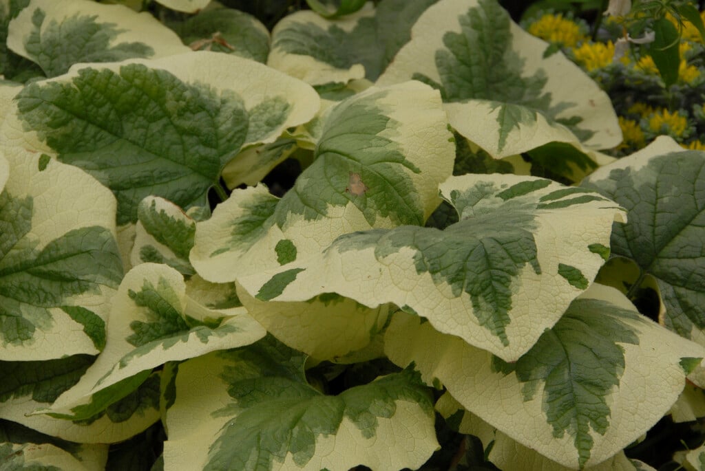 Siberian bugloss 'Dawson's White'