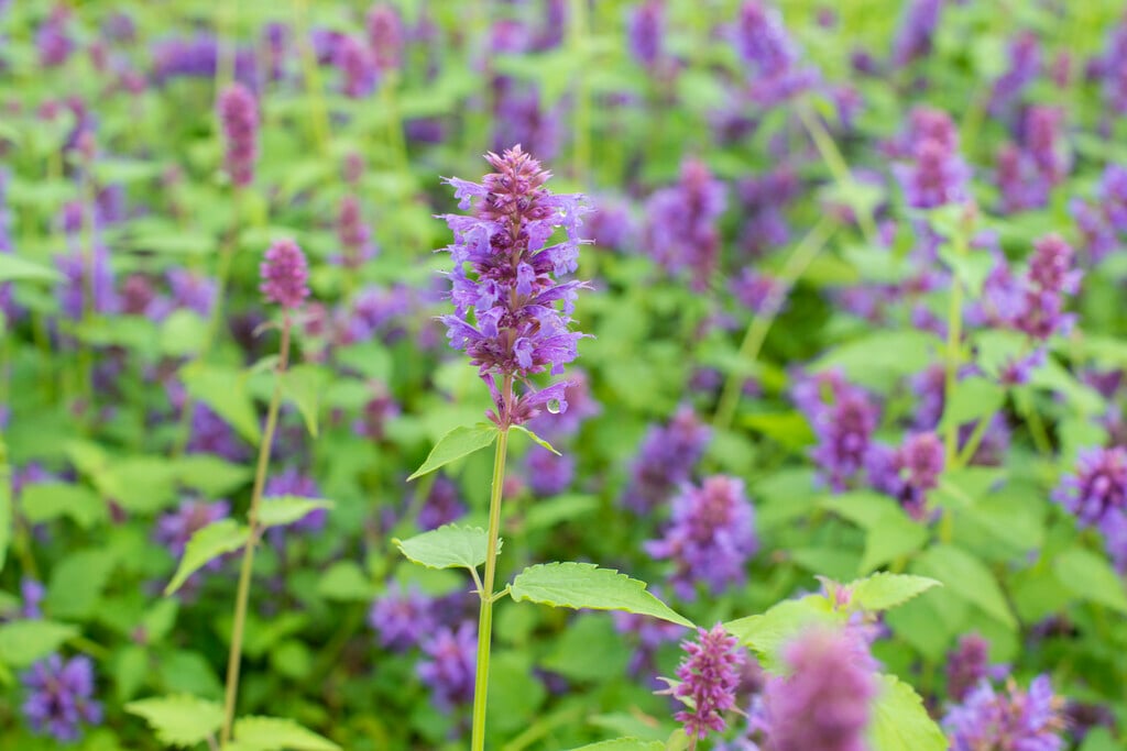 giant hyssop 'Blue Boa'