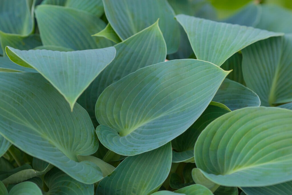 plantain lily 'Halcyon'