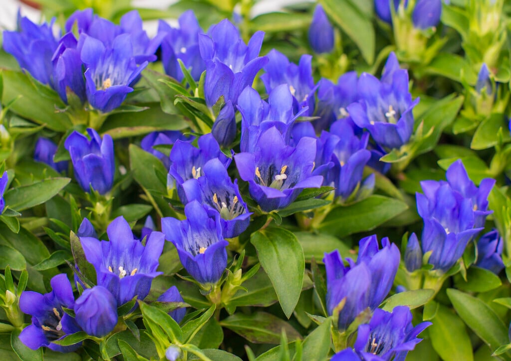 coarse gentian