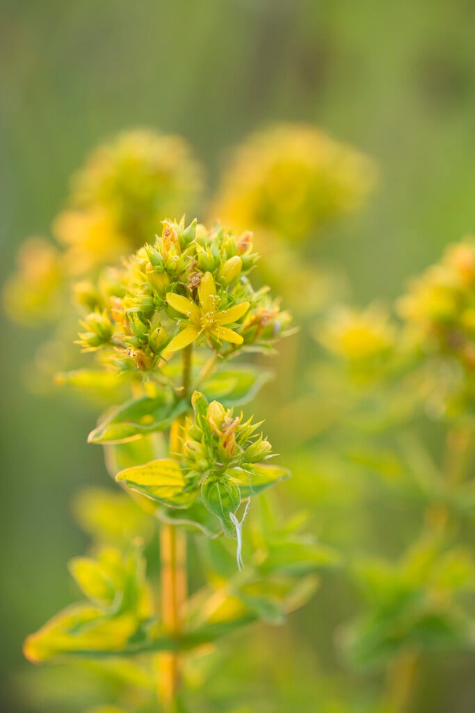 square-stalked St John's wort