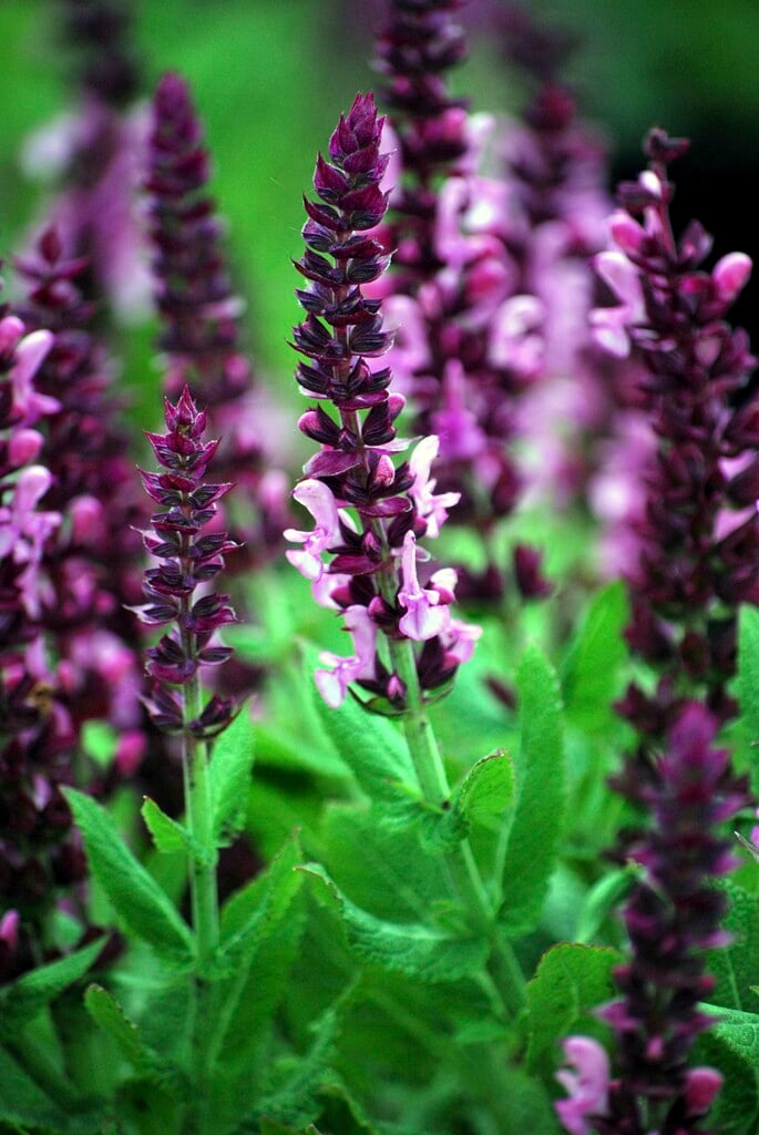 Balkan clary [Sensation Rose]