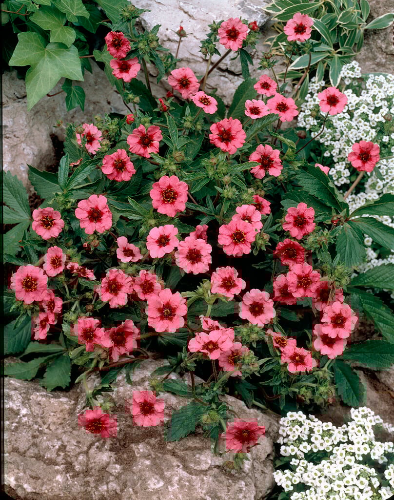 cinquefoil 'Miss Willmott'