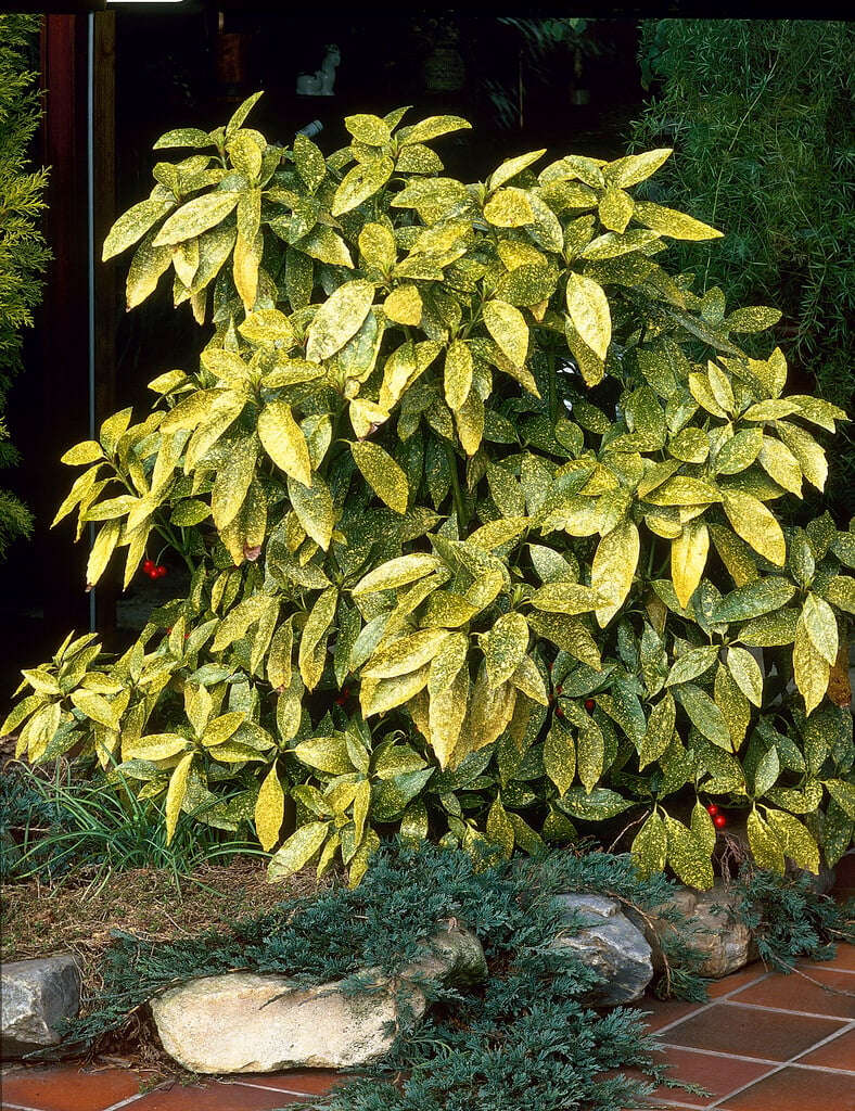Japanese laurel 'Crotonifolia'