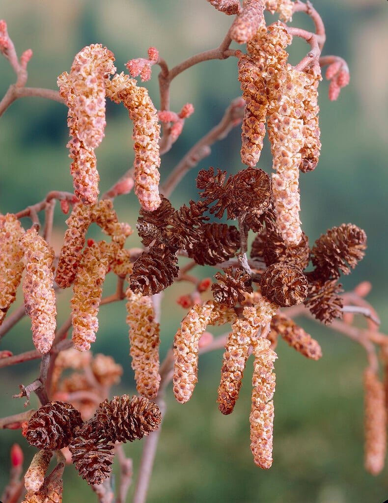 purple-leaved filbert