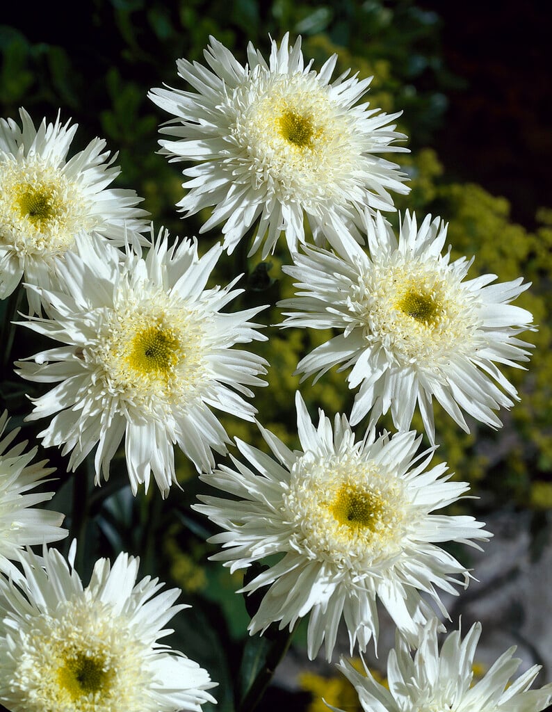 Shasta daisy 'Wirral Supreme'