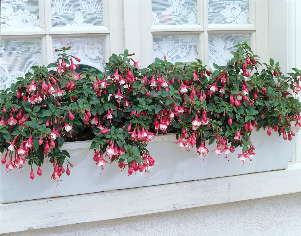 fuchsia 'Lady Thumb'