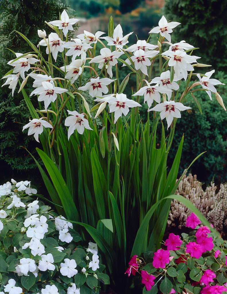 Abyssinian gladiolus